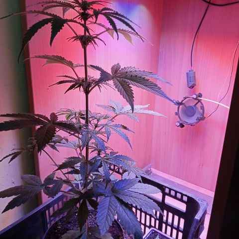 Maxi gom growlog timeline photo