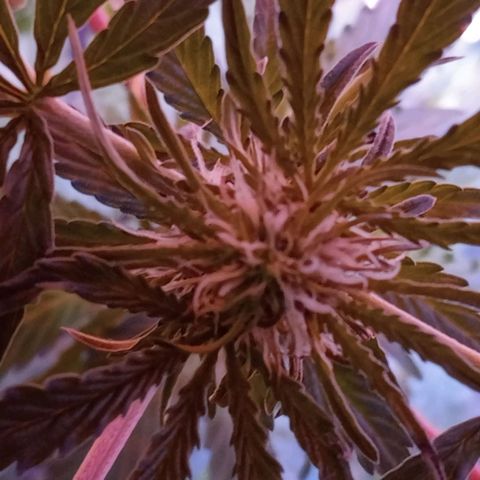 Maxi gom growlog timeline photo