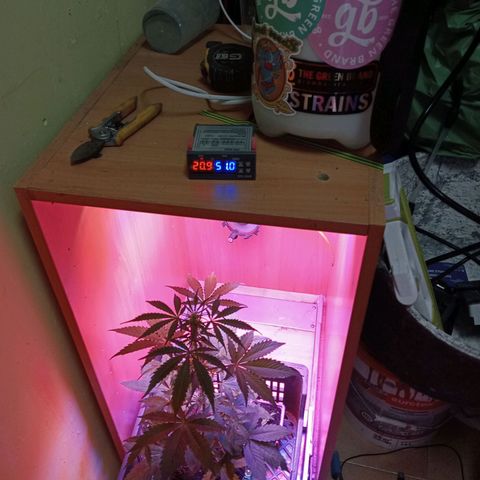 Maxi gom growlog timeline photo
