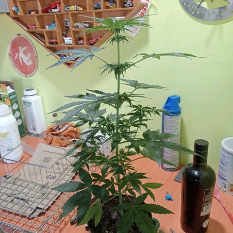 Maxi gom growlog timeline photo
