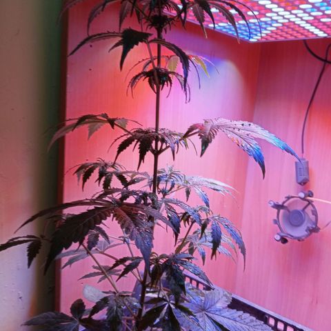 Maxi gom growlog timeline photo