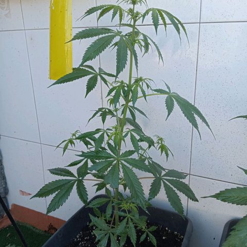 Scout cookies  growlog timeline photo