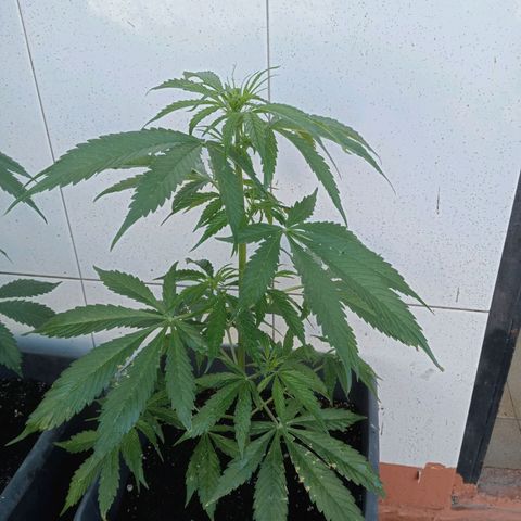 Maxi gom growlog timeline photo