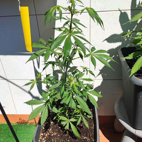 Scout cookies  growlog timeline photo