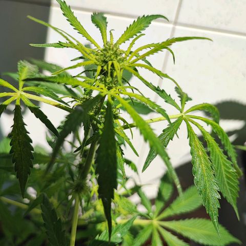Scout cookies  growlog timeline photo