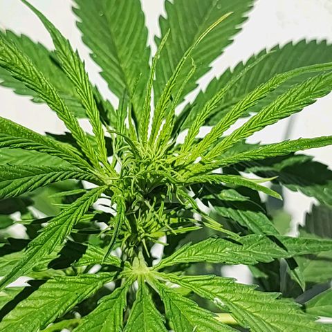 Maxi gom growlog timeline photo