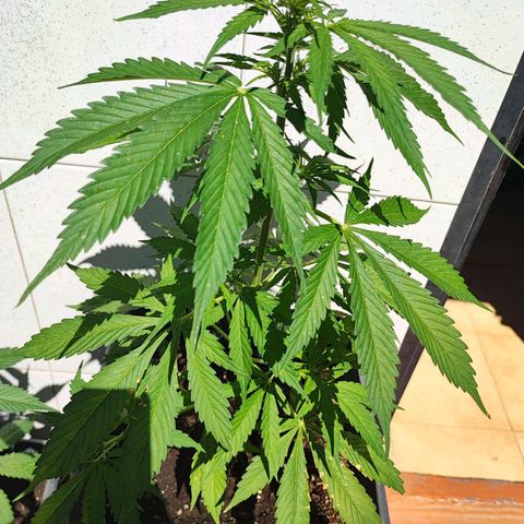 Maxi gom growlog timeline photo
