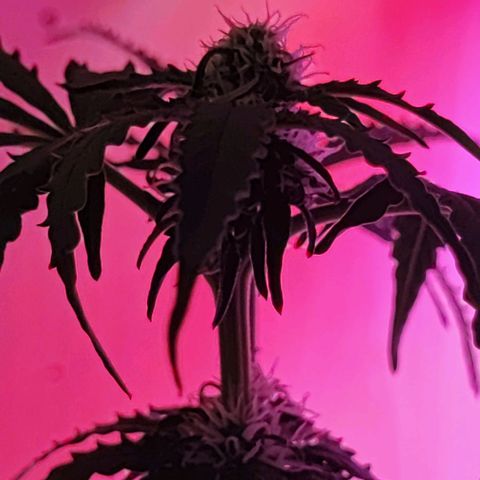 Maxi gom growlog timeline photo