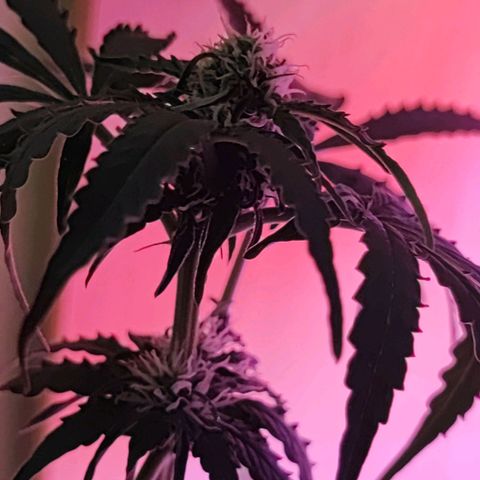 Maxi gom growlog timeline photo