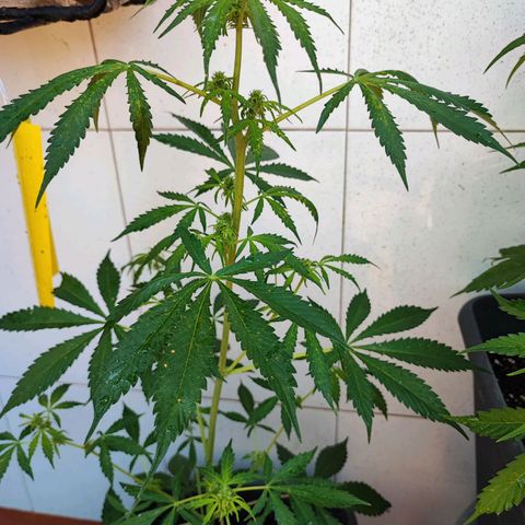 Scout cookies  growlog timeline photo