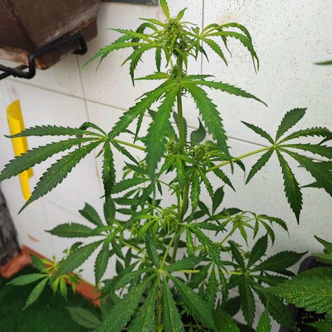 Scout cookies  growlog timeline photo