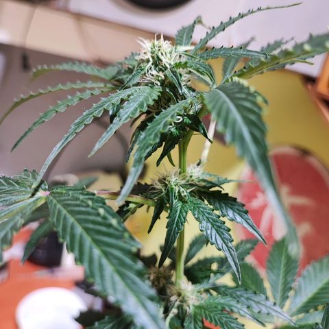 Maxi gom growlog timeline photo