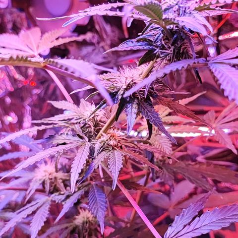 Maxi gom growlog timeline photo