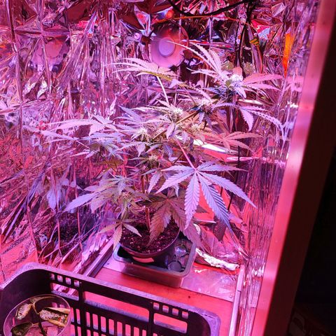 Maxi gom growlog timeline photo
