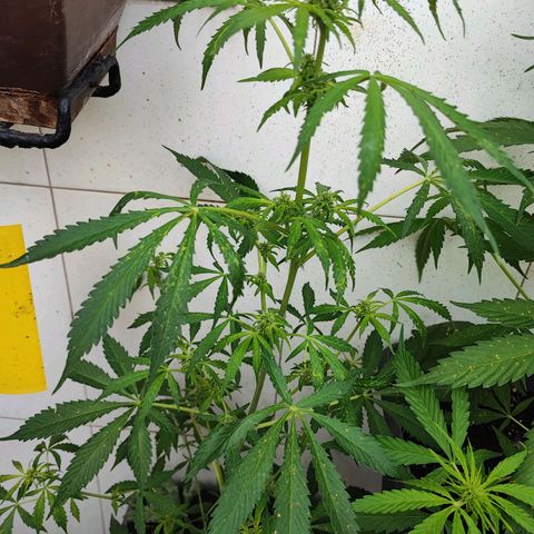 Scout cookies  growlog timeline photo