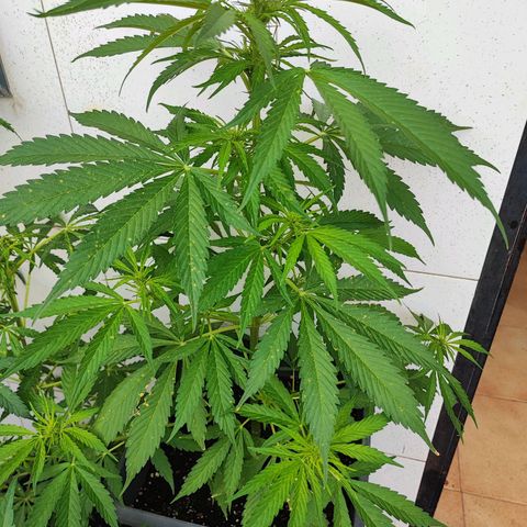 Maxi gom growlog photo: Exterior 