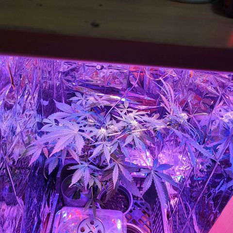 Maxi gom growlog timeline photo