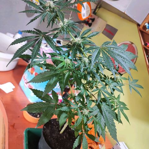 Maxi gom growlog timeline photo