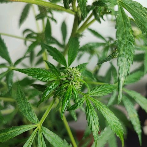 Scout cookies  growlog timeline photo