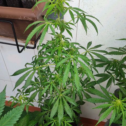 Scout cookies  growlog timeline photo