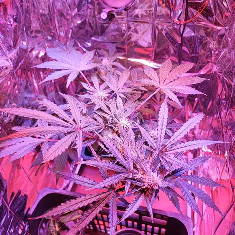 Maxi gom growlog timeline photo