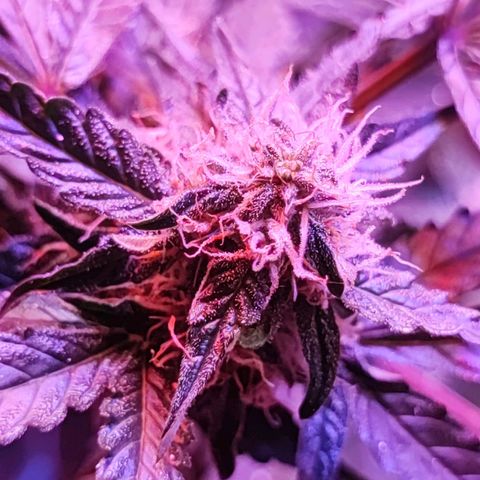 Maxi gom growlog timeline photo
