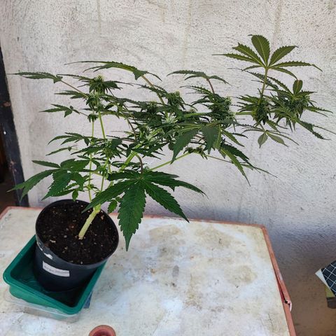 Maxi gom growlog timeline photo
