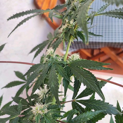 Maxi gom growlog timeline photo
