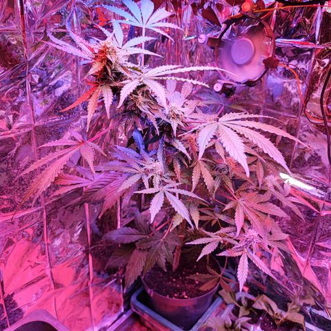 Maxi gom growlog timeline photo