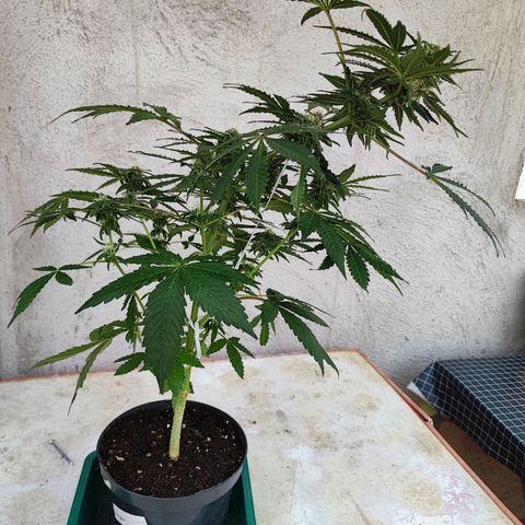 Maxi gom growlog timeline photo