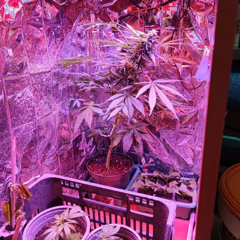 Maxi gom growlog timeline photo