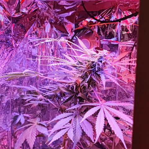 Maxi gom growlog timeline photo