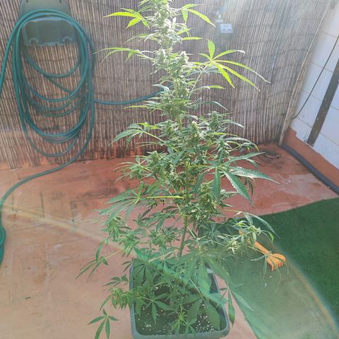 Scout cookies  growlog timeline photo