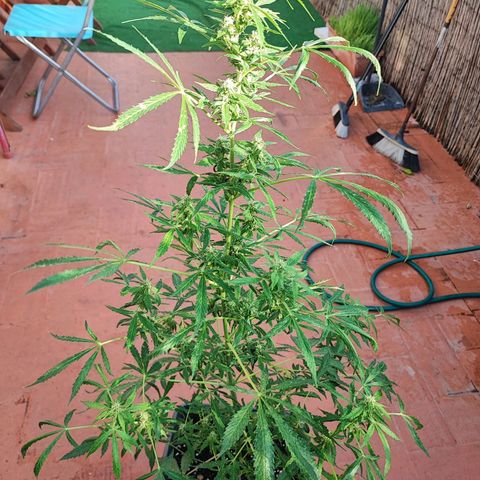 Scout cookies  growlog timeline photo