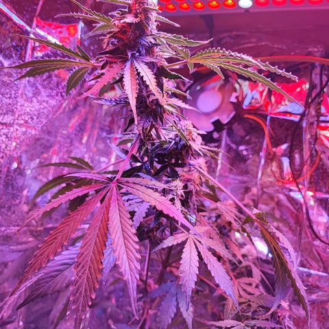 Maxi gom growlog timeline photo