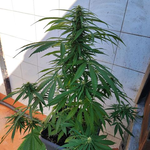 Maxi gom growlog timeline photo