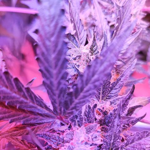 Maxi gom growlog timeline photo