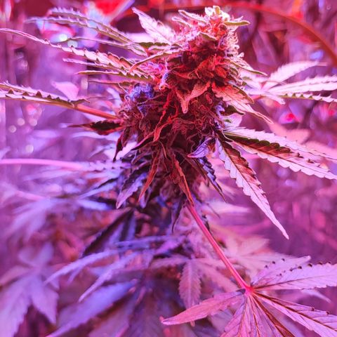 Maxi gom growlog timeline photo
