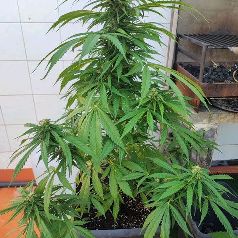 Maxi gom growlog timeline photo