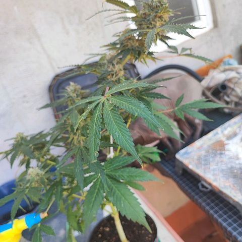 Maxi gom growlog timeline photo