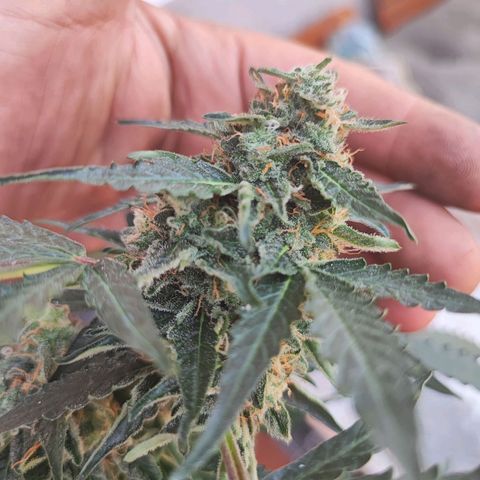 Maxi gom growlog timeline photo