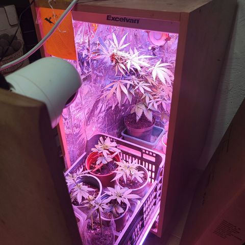 Maxi gom growlog timeline photo