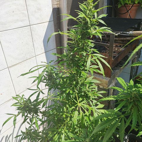 Scout cookies  growlog timeline photo