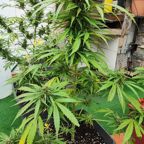 Maxi gom growlog timeline photo