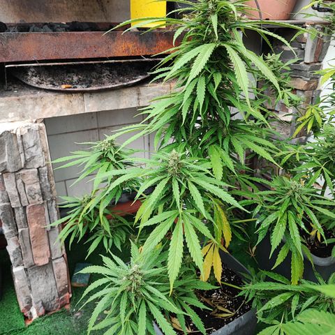 Maxi gom growlog timeline photo