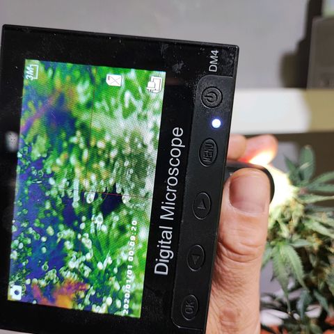 Maxi gom growlog timeline photo