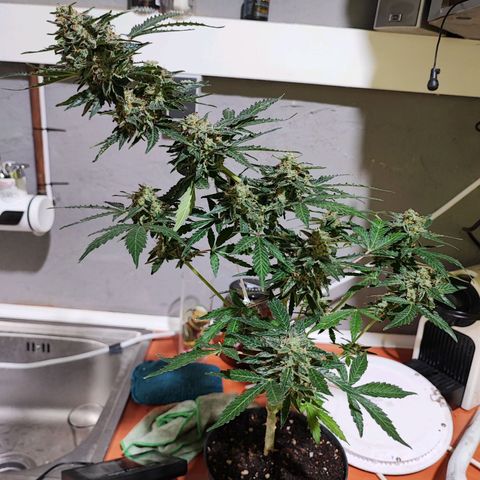 Maxi gom growlog timeline photo