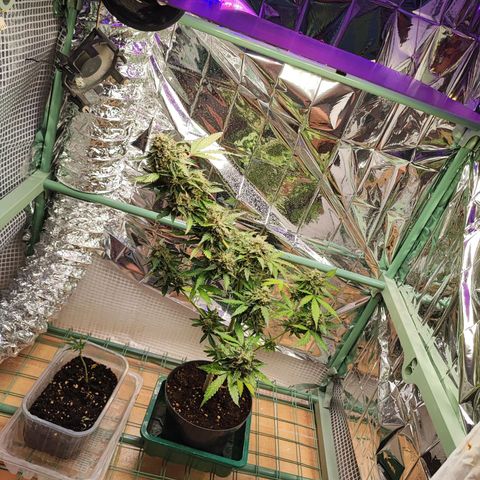 Maxi gom growlog timeline photo