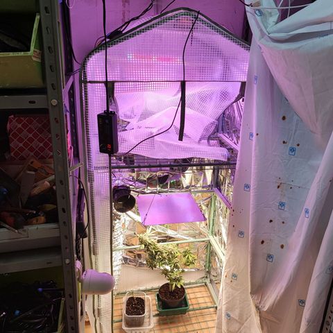 Maxi gom growlog timeline photo