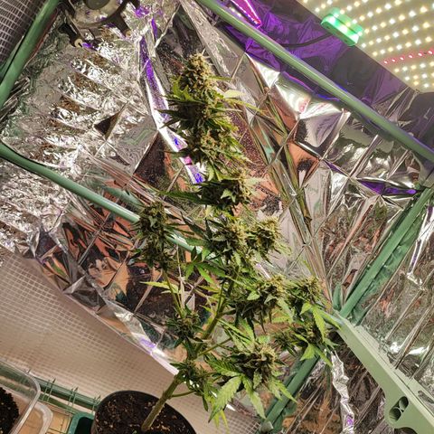 Maxi gom growlog timeline photo